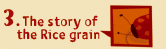 The story of rice grain