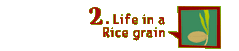 Rice plant life
