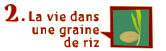 La vie dans une graine de riz