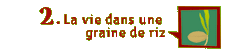 La vie dans une graine de riz