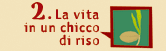 La vita in un chicco di riso