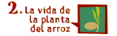 La vida de la planta del arroz