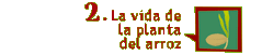 La vida de la planta del arroz