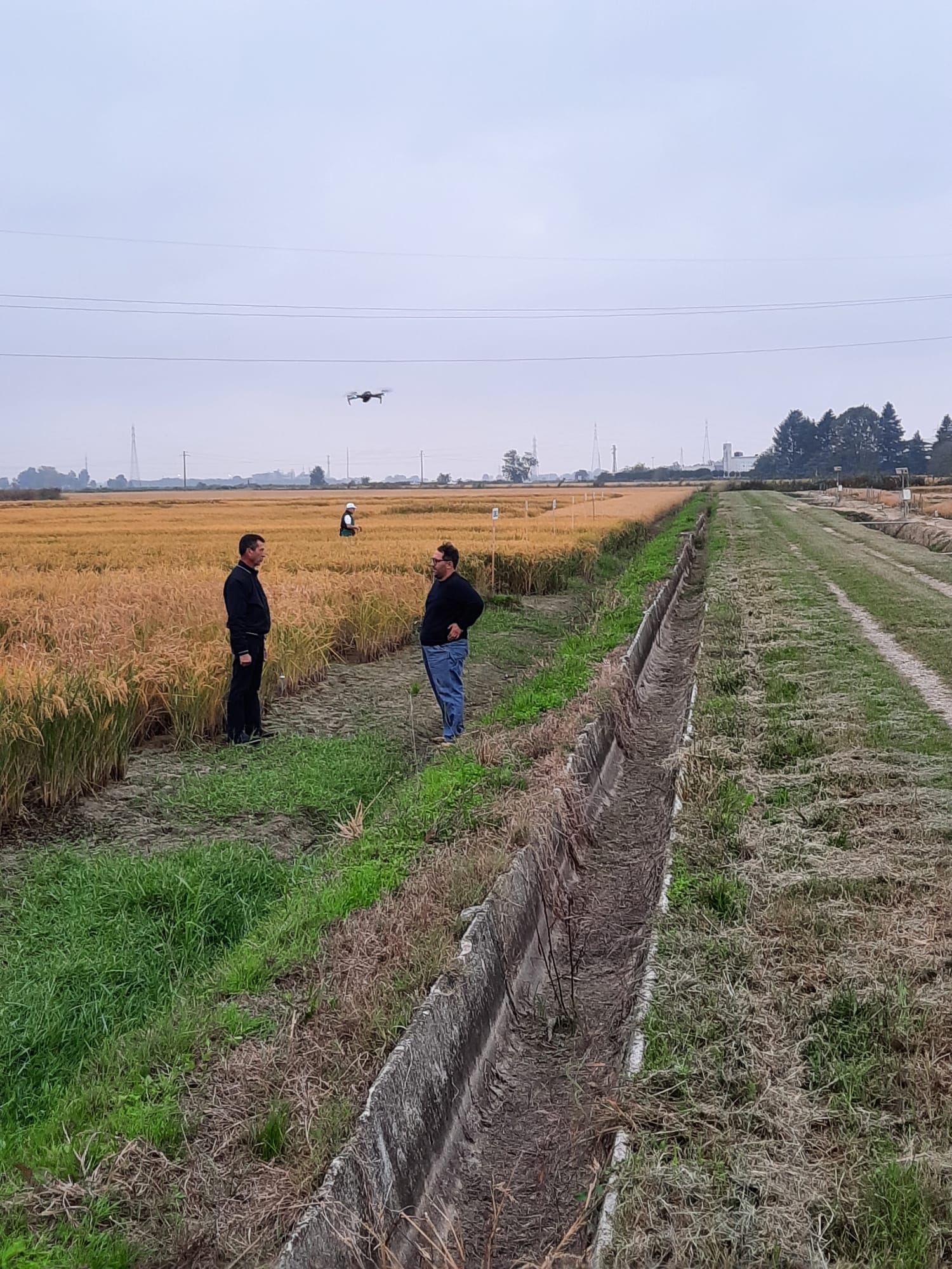 Linea verde al Centro Ricerche sul Riso