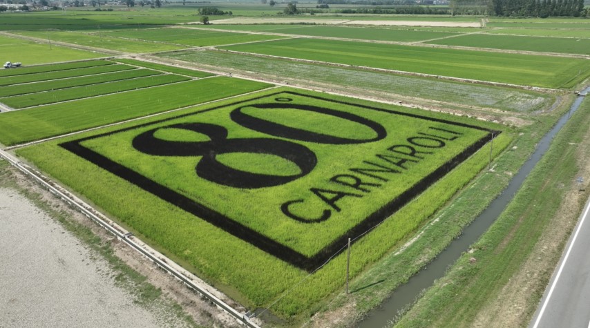 Risegno 80° Carnaroli: il percorso di crescita a Luglio