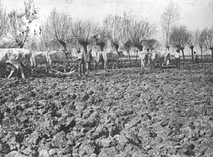 01 - Lavorazione del terreno con aratro comune