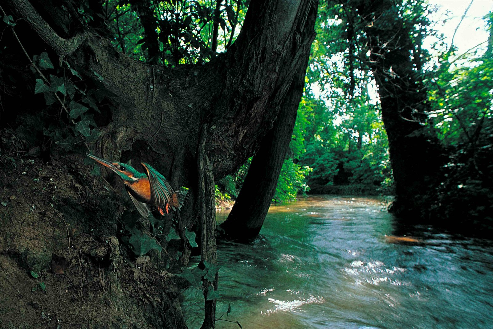 16 - L’acqua utilizzata in una risaia torna alla falda freatica e da questa riemerge naturalmente (fontanili) chilometri più a valle, permettendo di sommergere altri campi e creando un habitat ideale per questo martin pescatore che sta tornando nido