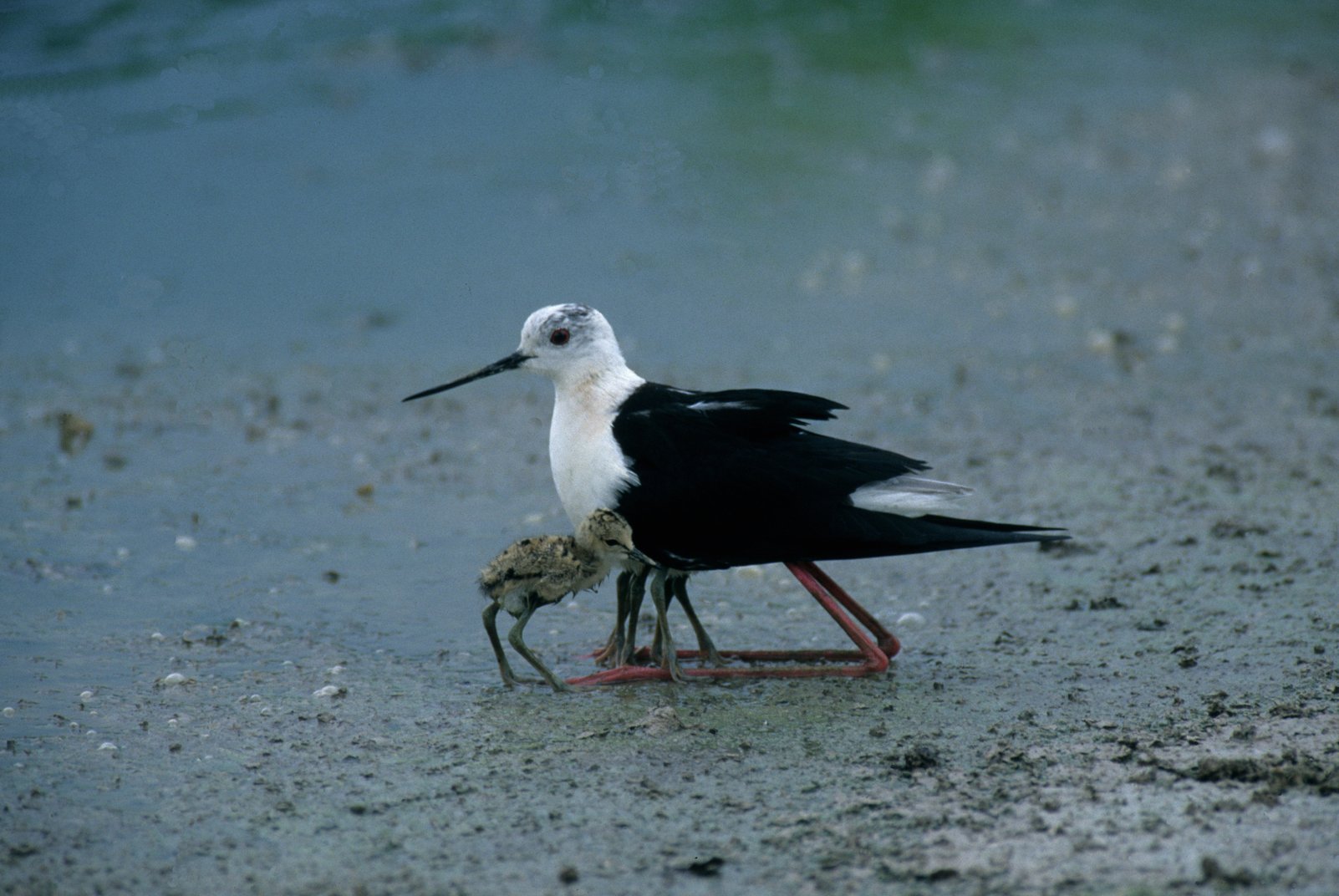 23 - Il cavaliere d’Italia, è presente da marzo a settembre, nelle risaie della Pianura Padana, in alcune colonie nidificanti. Si ciba di piccoli insetti e invertebrati. Nell’immagine il tipico atteggiamento di protezione dei piccoli appena nati