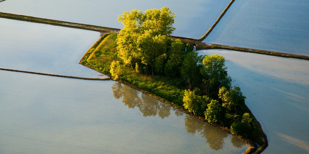 25 - Un’oasi di terra in un lago coltivato