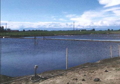 Una gestione innovativa dell'acqua in risaia