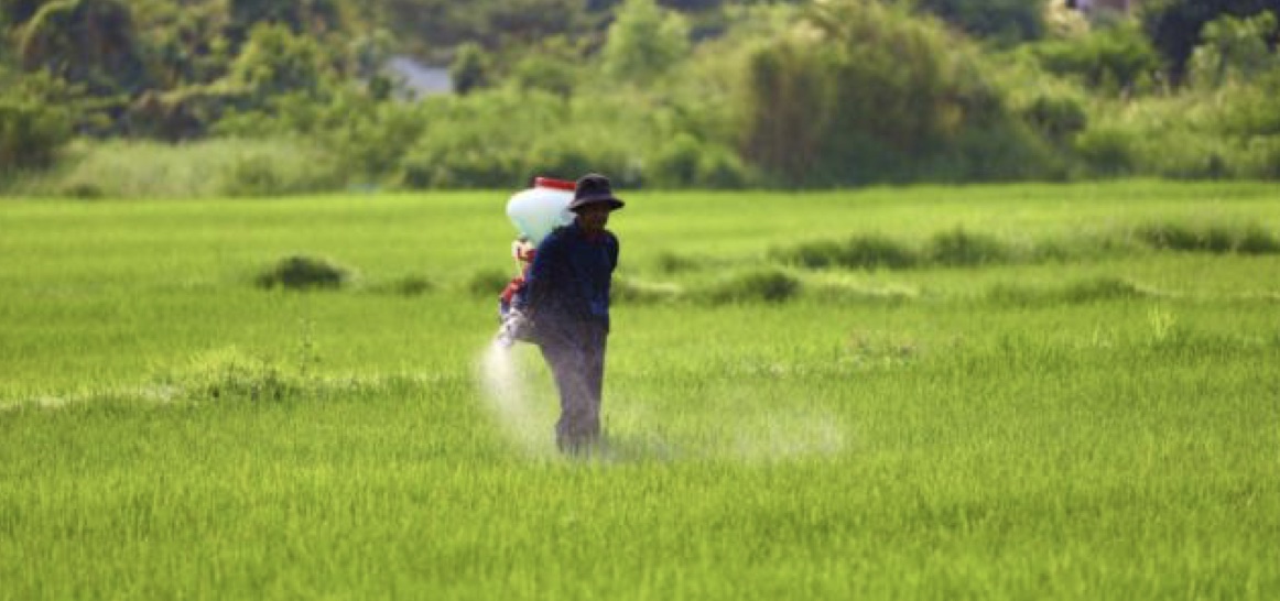 Il pericolo del riso indiano