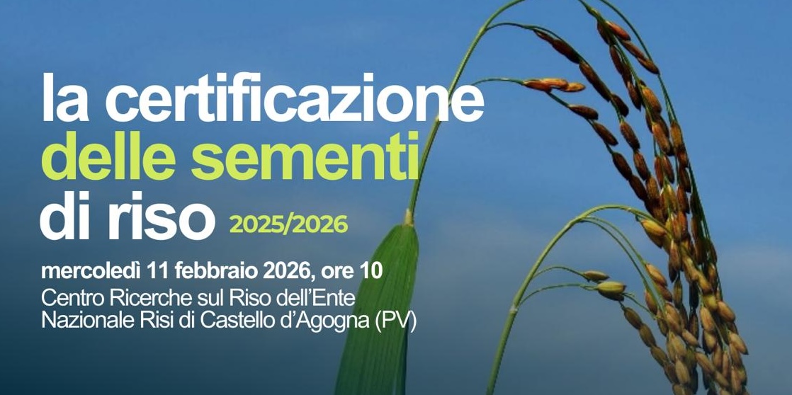 La certificazione delle sementi di riso 2025/2026