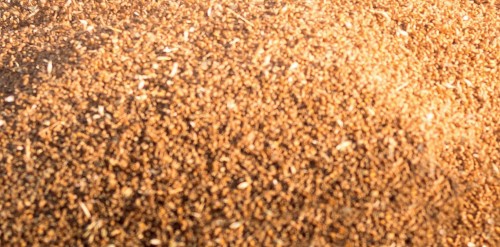 Il mondo dei cereali: tecniche, innovazione e futuro