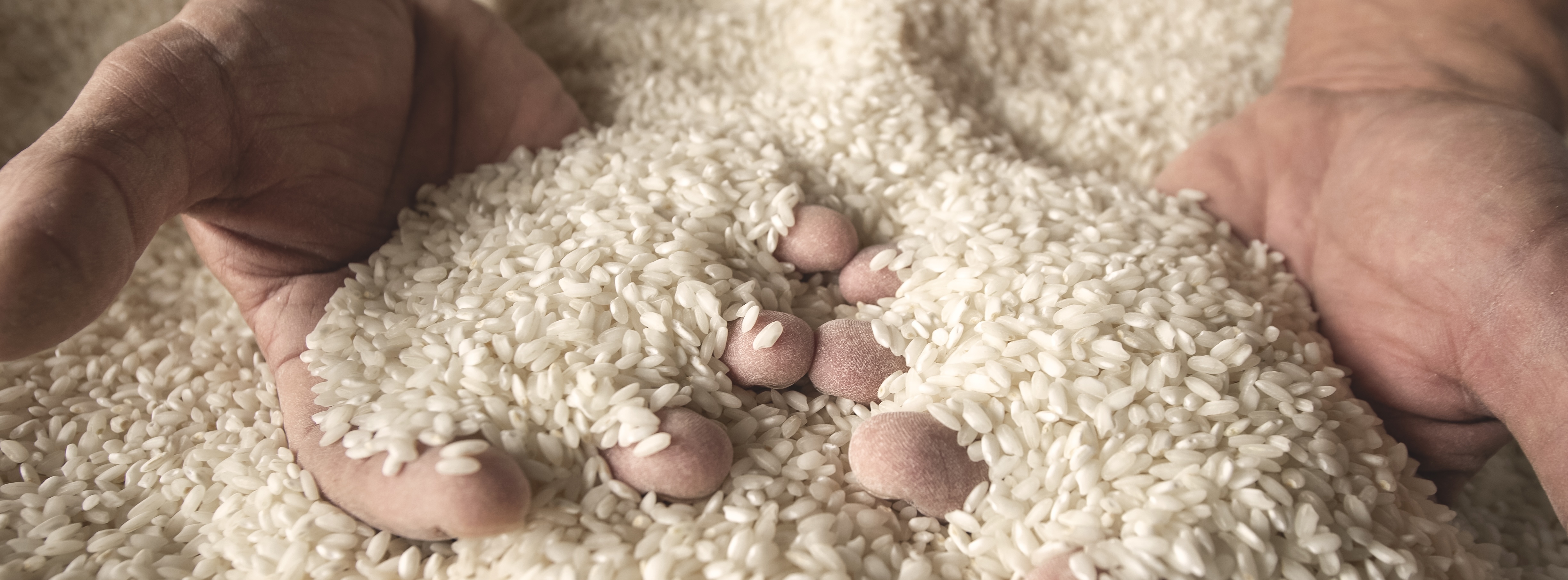 SPG: necessario difendere gli emendamenti per garantire una protezione efficace del settore riso