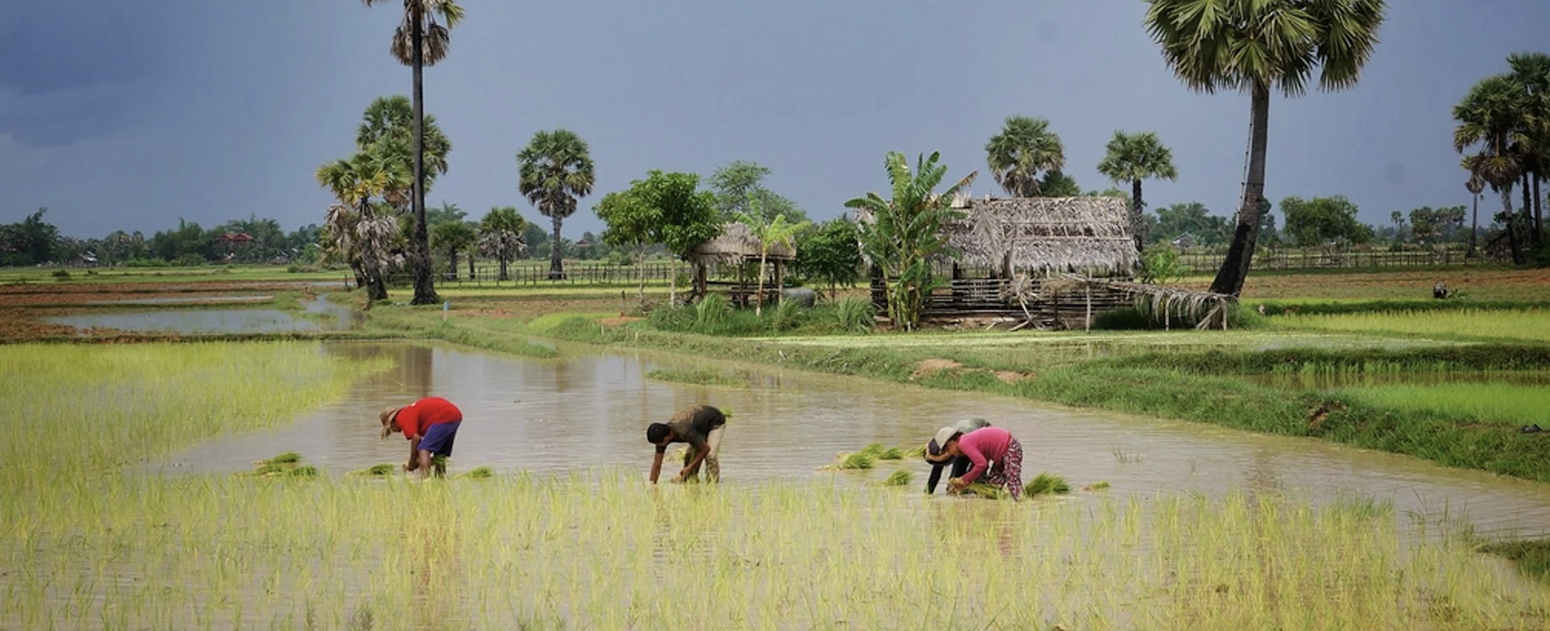 «Inaccettabile importare a dazio zero da Cambogia e Myanmar, l'ONU certifica lavoro minorile»