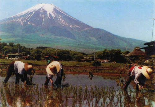 Riso Giapponese - la cultura del riso in Giappone e nel resto del mondo