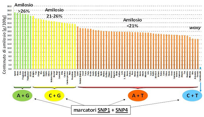 Contenuto in amilosio