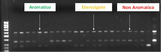 Profili molecolari del gene associato all’aroma