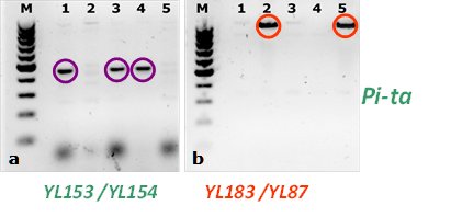Profili molecolari del gene di resistenza a Pyricularia grisea Pi-ta